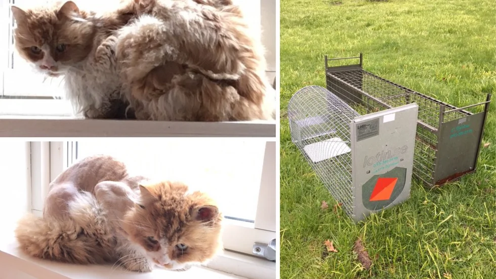 Efter sex år som hemlös har katten, som fått namnet Caesar, nu fångats in. 