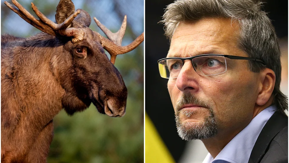 För Ulf Hallstensson är älgjakten viktig. "Den bästa avkopplingen på hela året", säger innebandytränaren. 