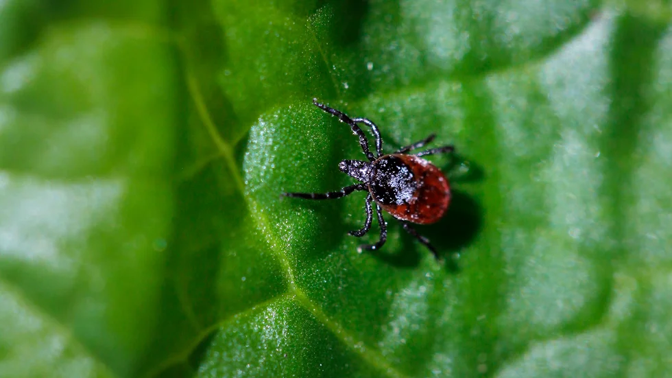 TBE, eller fästingburen hjärninflammation (encefalit) orsakas av ett virus som sprids via fästingbett. Arkivbild.