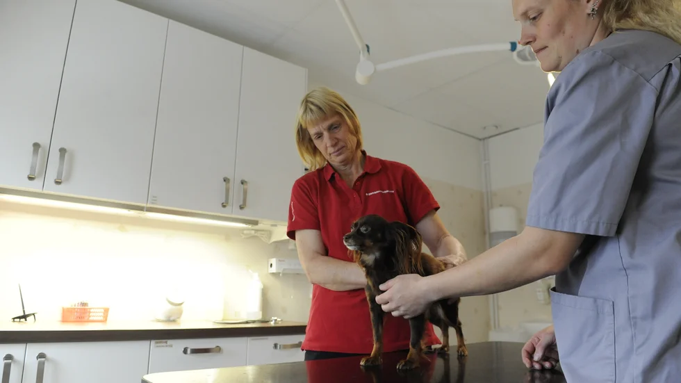 Distriktsveterinärerna Gamleby och Västervik klinikchef Lena Jakobsson tillsammans med djurvårdare Frida Nilsson. Hunden heter Puma och är av rasen Russkly toy.