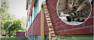 Flera hyresgäster rasar över Pitebos agerande – har startat namninsamling