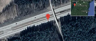 Rådjur på vägen