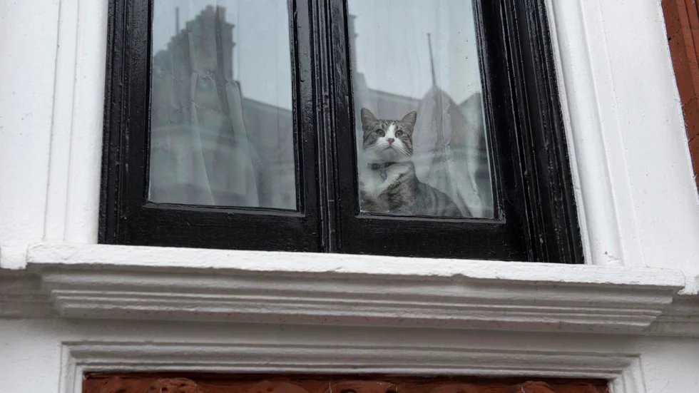 Katten lämnades kvar. Det är inte katten på bilden.