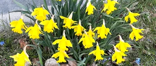 Vårblomster i Boden            