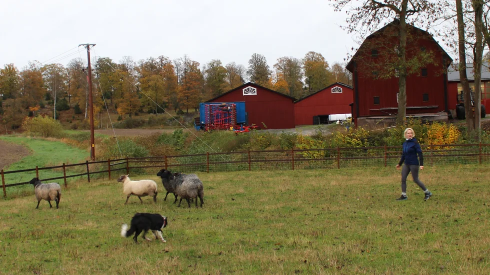 Karin Löwenborg och hennes hund vallar får hemma på Odensviholm.