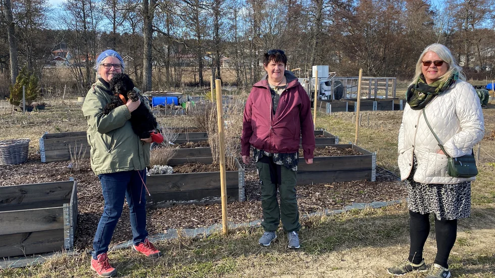 Margareta Arnedotter, Eva Fridolfsson och Ann Sterlinger framför en av kolonilotterna. Saknas på bild gör Ami Sköldemar som är den fjärde kvinnan bakom Ålyckans kolonilottsområde. 