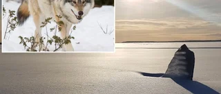 "Är säkra båda två att det är en varg vi sett"