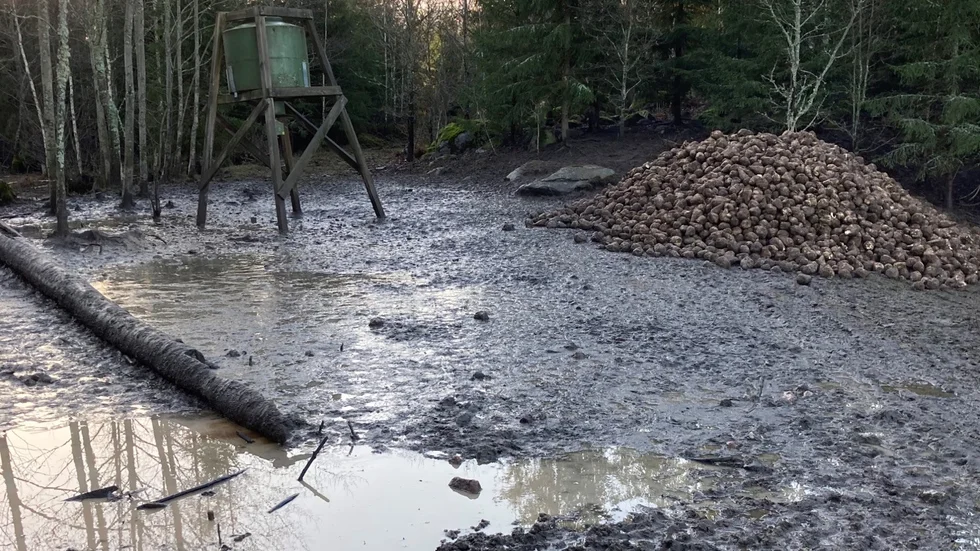 Tolv ton sockerbetor lastades i december av vid en åtelplats i Yxnerum. LRF klagade hos kommunen och vill få stopp på utfodring som kan gynna redan stora stammar av vildsvin. Jaktarrendatorn Anders Kjerrman uppger att sockerbetorna lastades av på platsen, men att de några dagar senare kördes ut till andra åtelplatser.