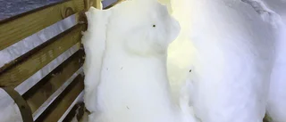 Läsarbild från Jutos altan      