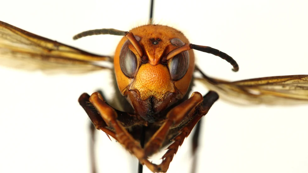 En död bålgeting av arten Vespa mandarinia har fotats i Washington i USA. Nu skruvar myndigheter i USA och Kanada upp kampen mot den fruktade insekten. Arkivbild.