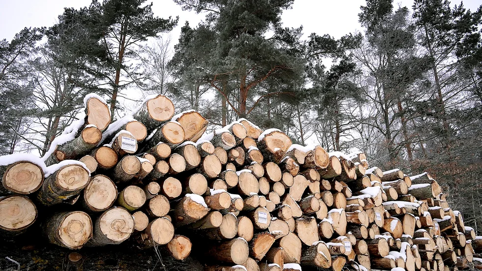 Skribenten tycker det är märkligt att inte skogsbönderna får ta del av det höjda priset på sågade trävaror. 