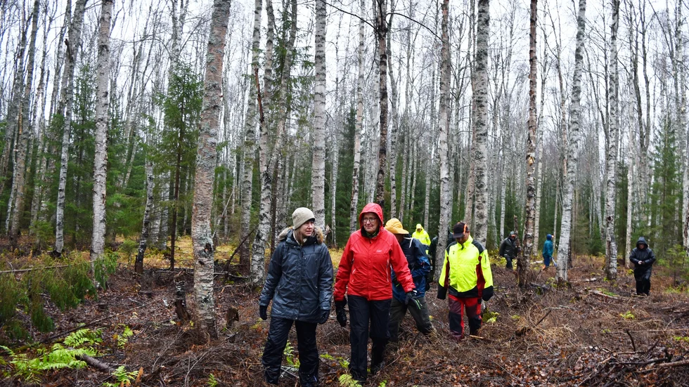En del av skogen vid Harrsjön ska bli naturreservat. Här dominerar björken efter avverkning.