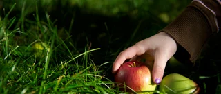 Salmonellautbrott på förskola – tros ha ätit fallfrukt: "Ovanligt stort utbrott"