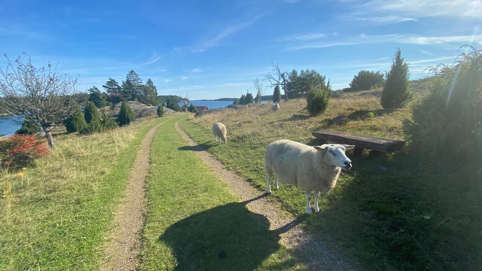 "Hurra för Horsvik", utbrister insändarskribenten.