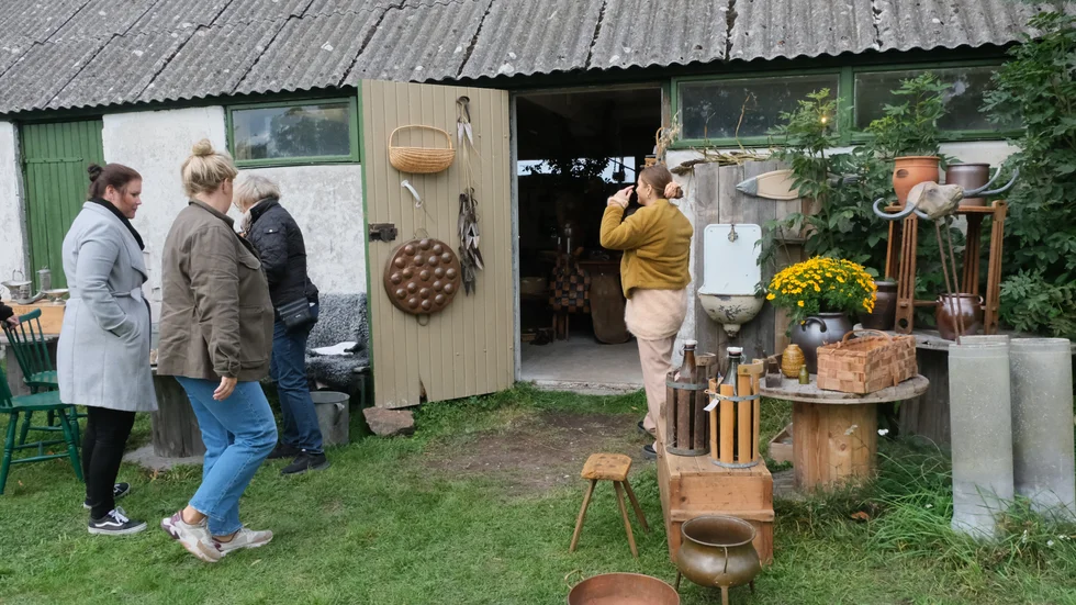 Nyfikna besökare på "Vildplocket" på Fårö.