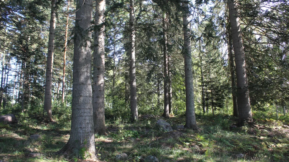 Debatten om skogen bör snarare utgå från att det behövs både skogsbruk och bevarande. Men just nu riskerar sakfrågan att förstöras, menar ledarskribenten.