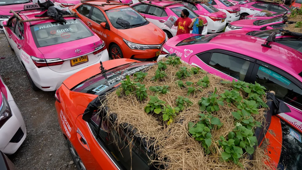 Oanvända taxibilar på en parkering i Bangkok har fått trädgårdar på taket.