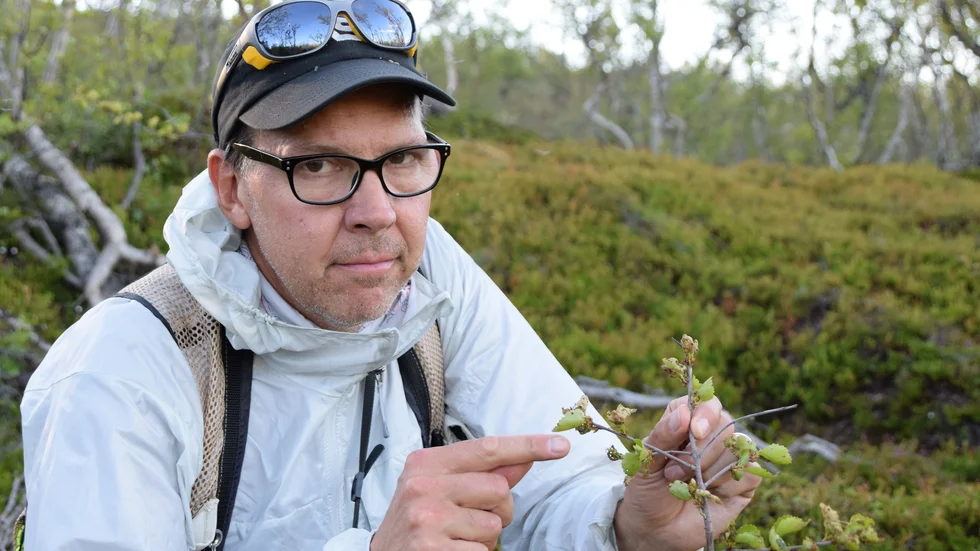 Ett stort utbrott av björkmätarlarven har drabbat Abiskos nationalpark. Forskaren Keith Larsson konstaterar att det redan nu syns tydliga skador på träden i trakten av Nuolja.