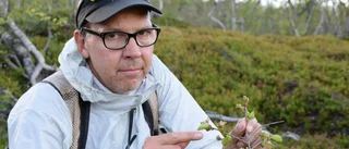 Stort utbrott av björkmätarlarv i nationalparken: "Ser redan nu tydliga skador"