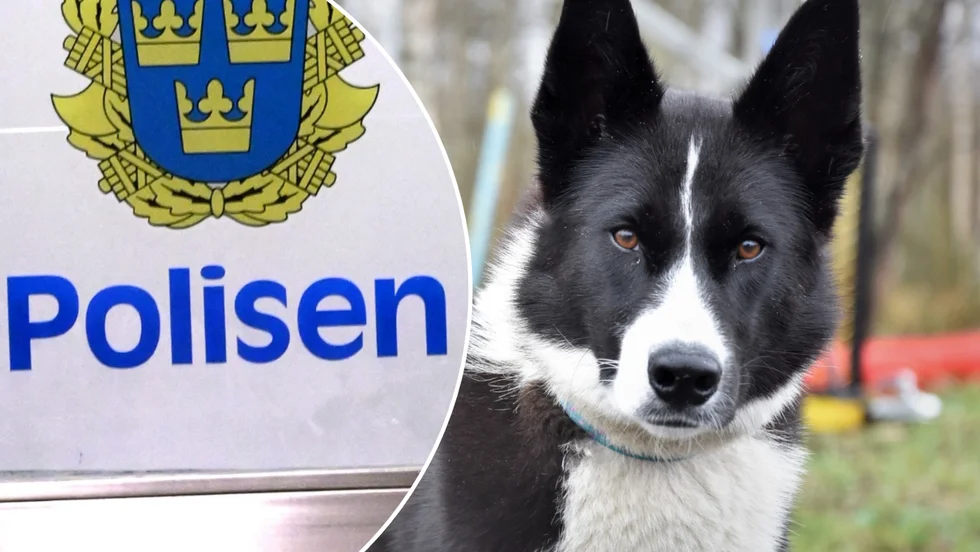 En person har misshandlat en hund i Märsta. Hunden på bilden har ingenting med texten att göra.