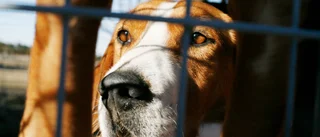 Att lämna hunden på bildäck kan vara ett lagbrott – "Hästen klarar värmen bättre än hunden"