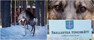Man döms efter att hunden attackerade en ren