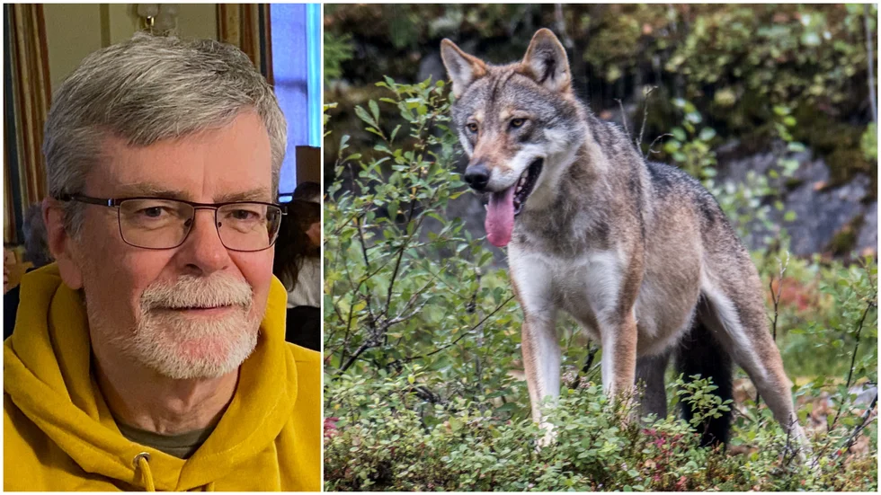 Det bästa sättet att skydda får mot angrepp från varg är rovdjursavvisande stängsel (RAS). Alltför få gårdar har byggt sådana, skriver Christer Davidsson, Svenska Rovdjursföreningen.
