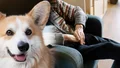 Så lockar kommunen sommarvikarier – får ta med hunden på jobbet