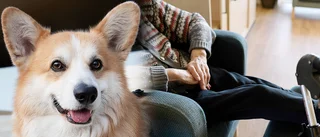 Så lockar kommunen sommarvikarier – får ta med hunden på jobbet