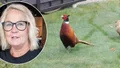 Charlottes fågelupptäckt på tomten: "Väntar på bebisar"