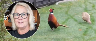 Charlottes fågelupptäckt på tomten: "Väntar på bebisar"