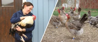 Cecilia, 30, har 80 höns – som hobby