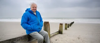 Nestorn David Attenborough, 99 år, djupdyker i havets mysterier
