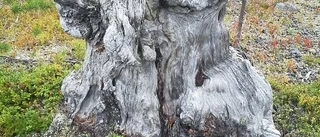 Mystisk figur i gällivareskogarna