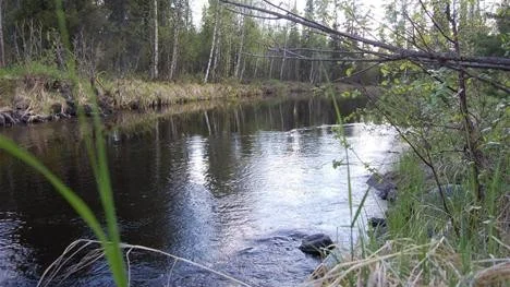 KLART. Mark- och miljödomstolen ger Bodens kommun klartecken att restaurera Flarkån (bilden), Bredträskbäcken och Svanisträskbäcken. Syftet är att förbättra fisket.