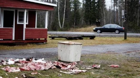 Slaktavfall från älg ligger på marken utanför slakthuset i Sjulsmark och det upprör en del bybor.