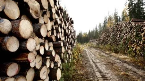 Virkespriserna har stigit och Norra Skogsägarna uppmanar medlemmarna att avverka(Arkivbild)