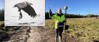 Största hotet mot nya gäddfabriken nära Arnö – havsörn: "Tar de en gädda om dagen tar de ganska snabbt slut" 