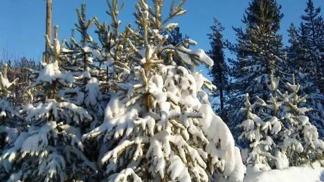 En vacker dag i Grundvik. Solen låter sina strålar riktas mot tallarna och de snötyngda grenarna börjar i värmen skaka av sig vinterns vita skrud.