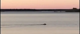 Älgen som tog sig ett vårdopp