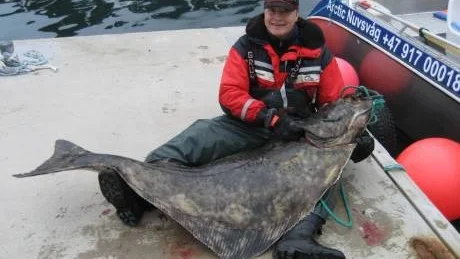 UTOM TÄVLAN. Här kan vi tala om storfisk. Det är Anders Jonsson från Södra Sunderbyn, som visar upp en hälleflundra som är större än han själv. 182 centimeter lång och vägandes 79 kilo.