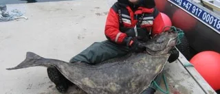 Snacka om storfisk