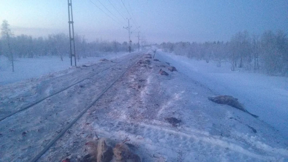 Vid en annan tågolycka nyligen blev 48 renar påkörda av ett tåg vid Kaitum i Gällivare kommun.