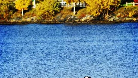 långt hemifrån. En pingvin på ett isflak förgyller Norra hamn i Luleå. Foto: Petra Isaksson