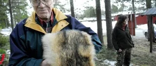 Expert rekommenderar begränsningsjakt på varg