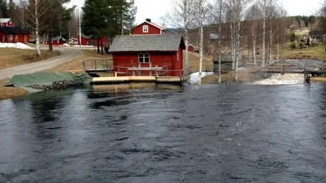 HÖGT FLÖDE. I Svensbyån är vattenflödet högt och på sina håll har skyddsvallar lagts ut, men jämfört med de stora översvämningarna 1997 är läget under kontroll.