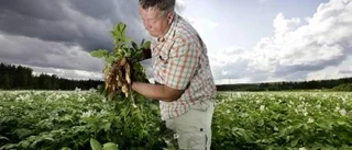 Torr sommar ger dyrare potatis