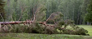 Stor risk för skadeinsekter i skogen