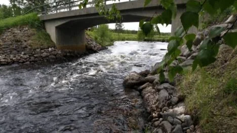 Man vet inte vad fiskarna lider av, men  Sandström misstänker en bakteriell infektion, Flavo, som kan slå hårt mot odlad regnbåge med stor dödlighet som följd.