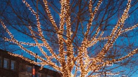TÄNDS UPP. Den 26 november hyllas ljuset då poppeln vid Byxtorget och Småstadens fasad tänds upp.